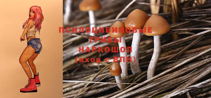 Псилоцибиновые грибы GOLDEN TEACHER  hydra ONION  Курган 